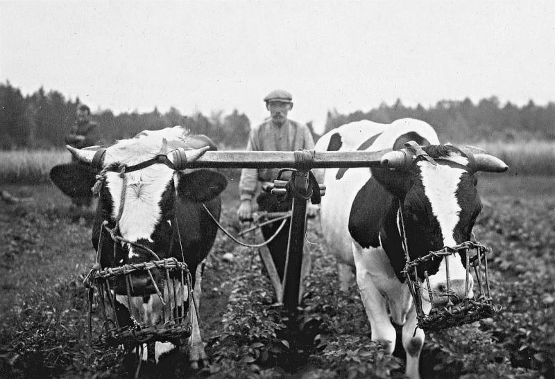 File:Härjapaariga kartuleid muldamas.jpg